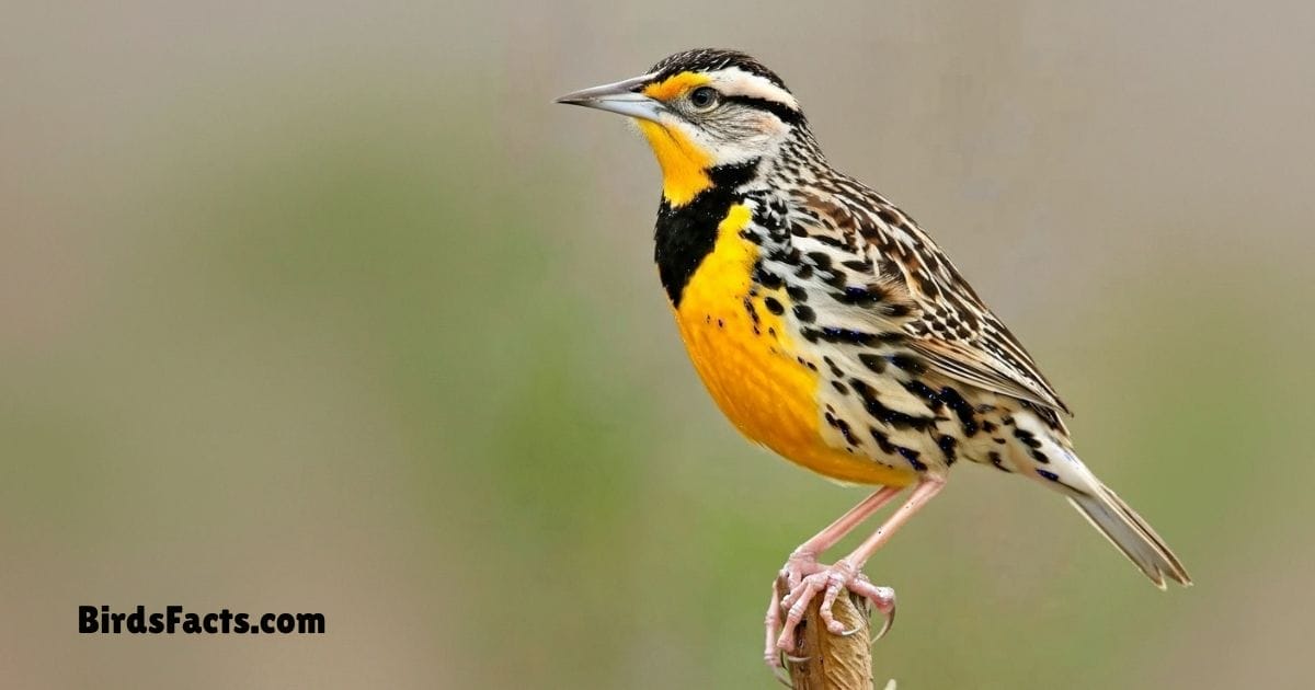 Eastern Meadowlark Standing On Grass Showing Bright Yellow Chest Black V Pattern And Brown Back