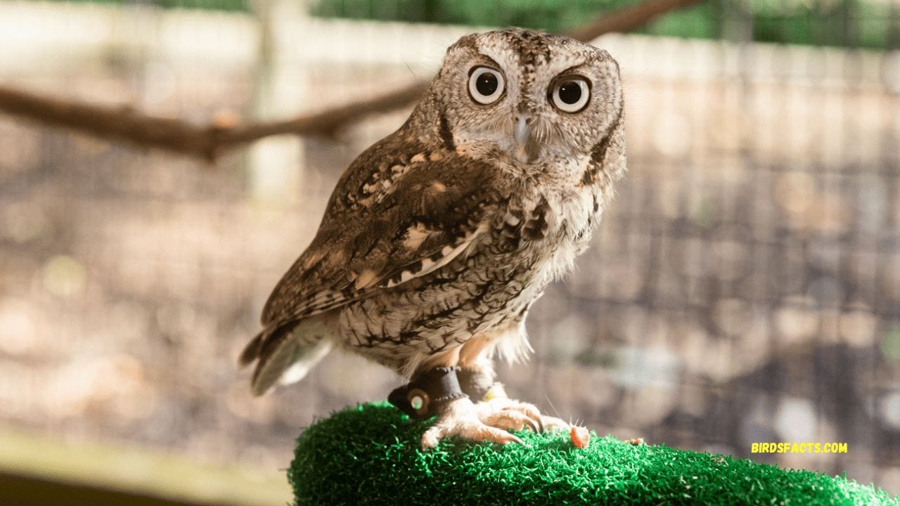 Eastern Screech Owl