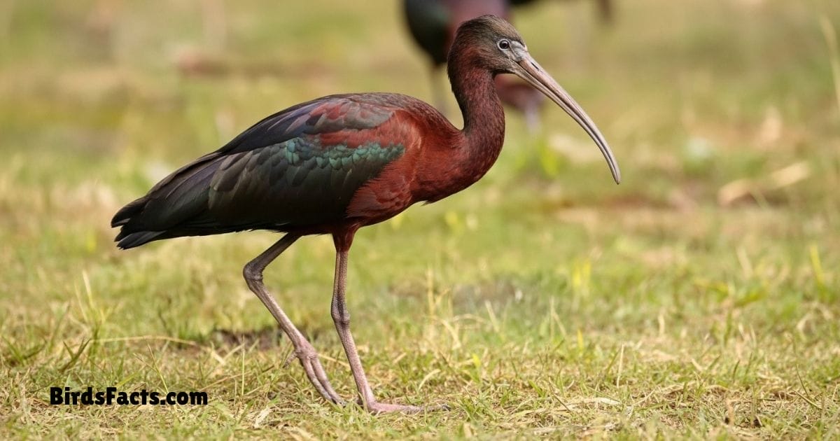Glossy Ibis Standing In Shallow Water Showing Dark Iridescent Plumage Long Curved Beak And Pink Legs