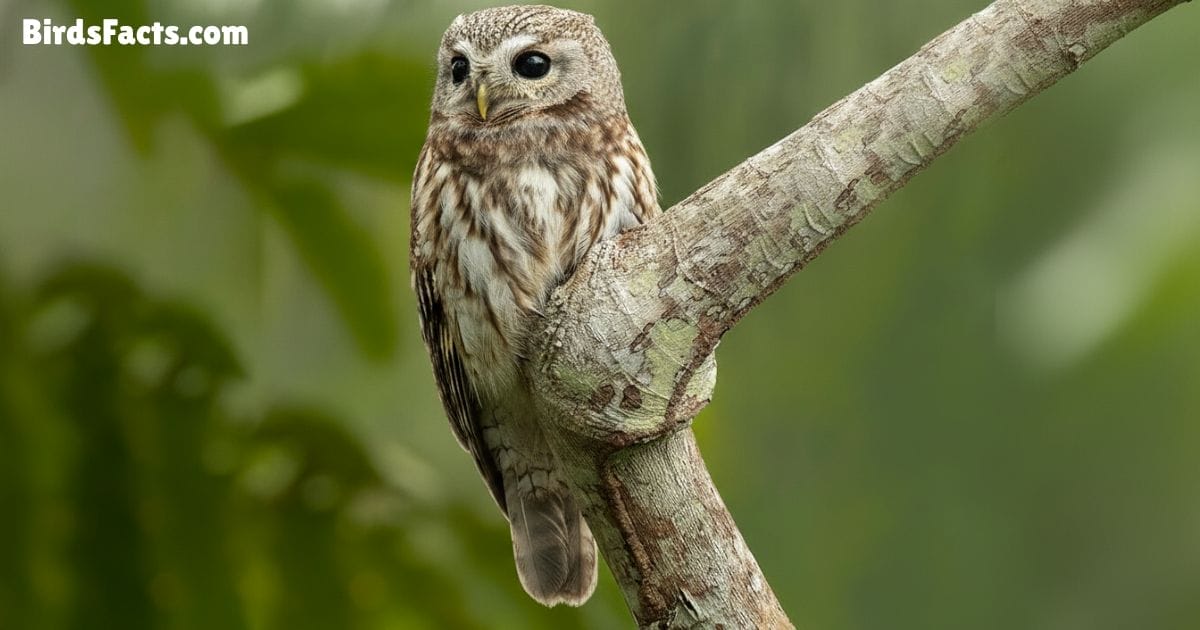 Great Potoo Perched On A Tree Branch Showing Gray And Brown Mottled Feathers Large Mouth And Wide Eyes With A Nighttime Forest Background Great Potoo Perched On A Tree Branch Showing Gray And Brown Mottled Feathers Large Mouth And Wide Eyes With A Nighttime Forest Background