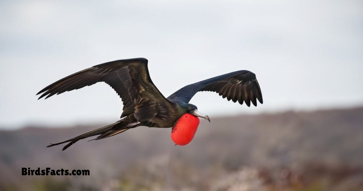 Magnificent Frigatebird Soaring In Sky Showing Black Body Long Wings And Red Throat Pouch
