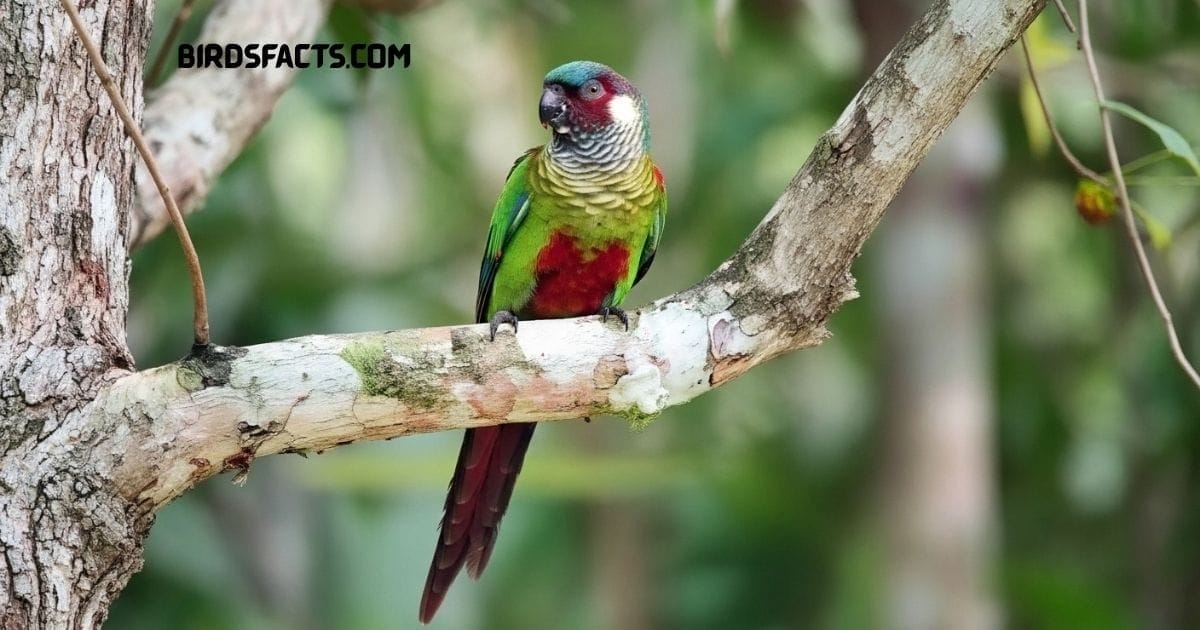 Painted Parakeet with green body, red belly, and blue-tipped wings perched on a branch