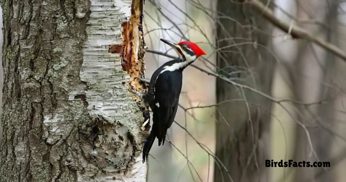 Pileated Woodpecker Perched On Tree Trunk Showing Black Body White Stripes And Red Crest