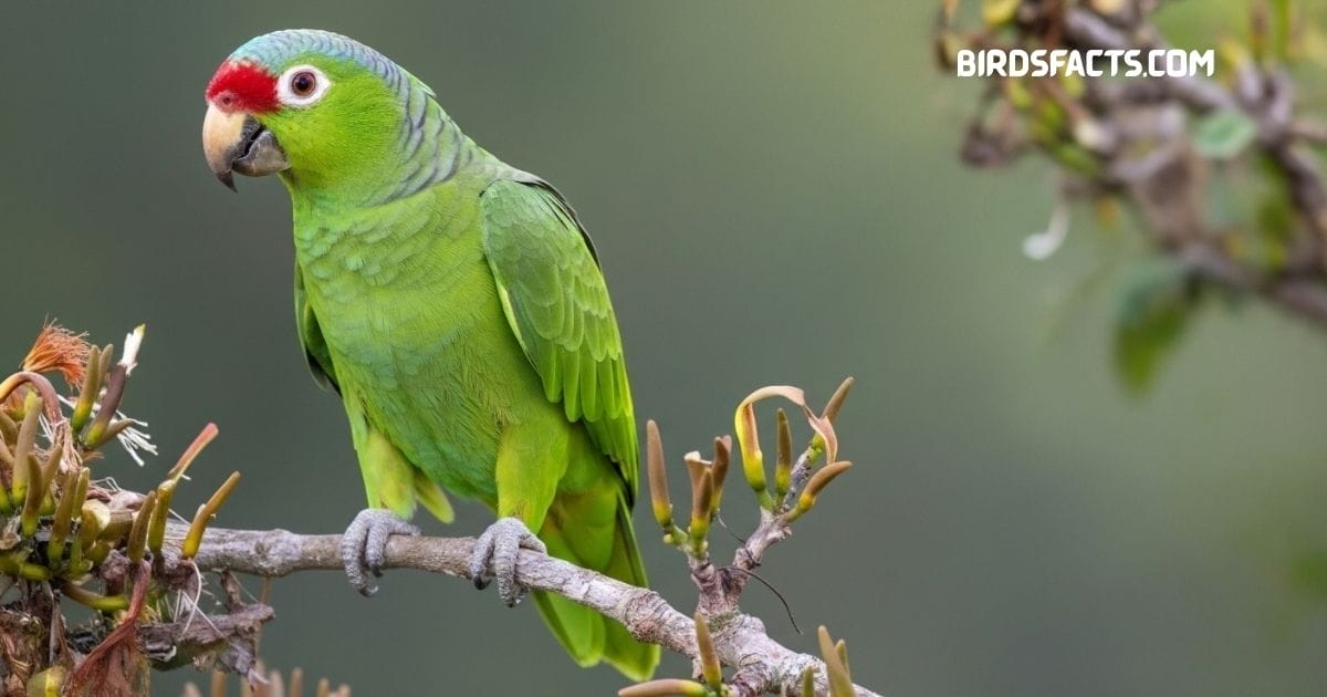 Red-lored Amazon parrot with bright green plumage and vivid red patch on the forehead perched on a branch