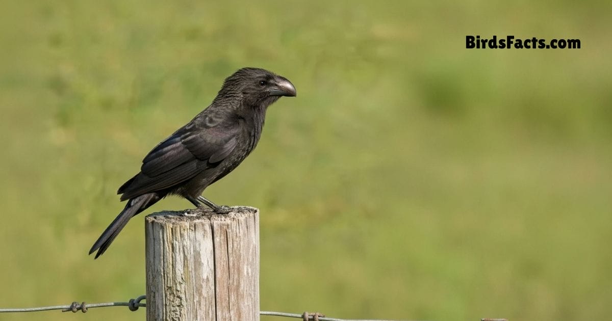 Smooth Billed Ani Perched On Branch Showing Black Body Long Curved Beak And Slender Tail