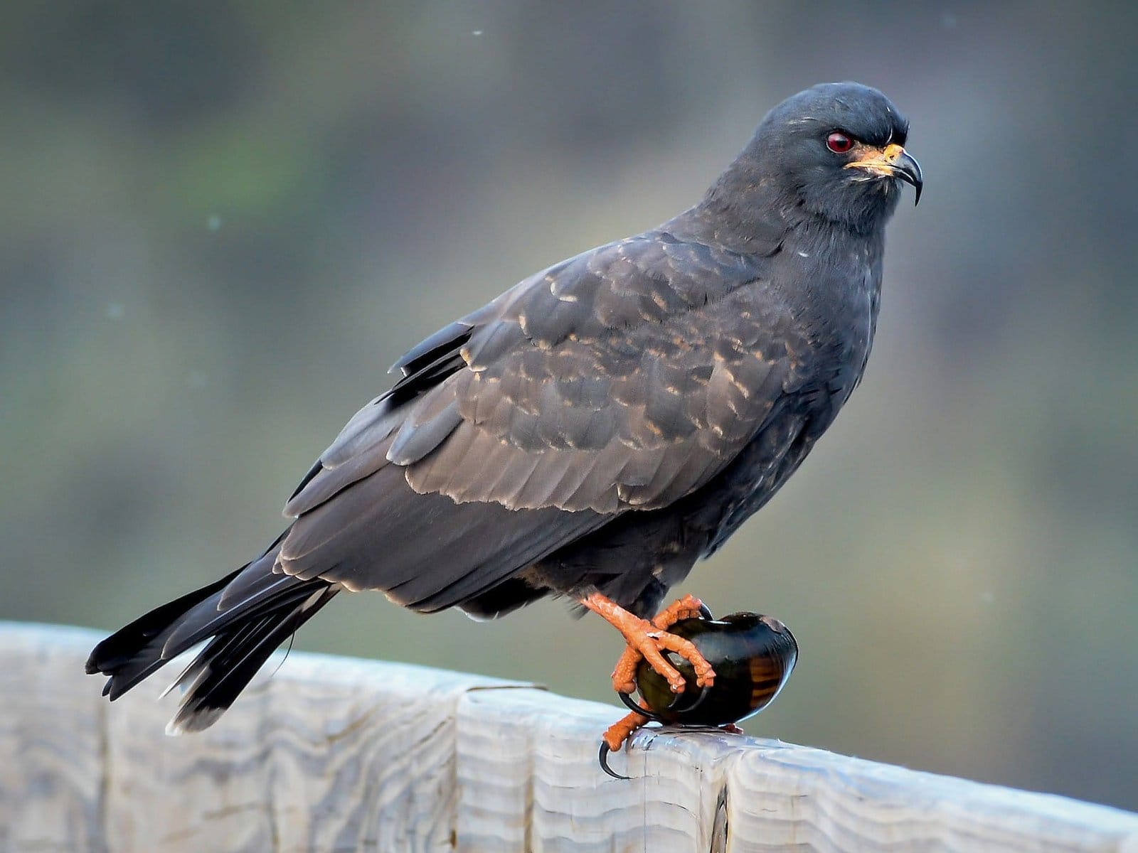 Snail Kite