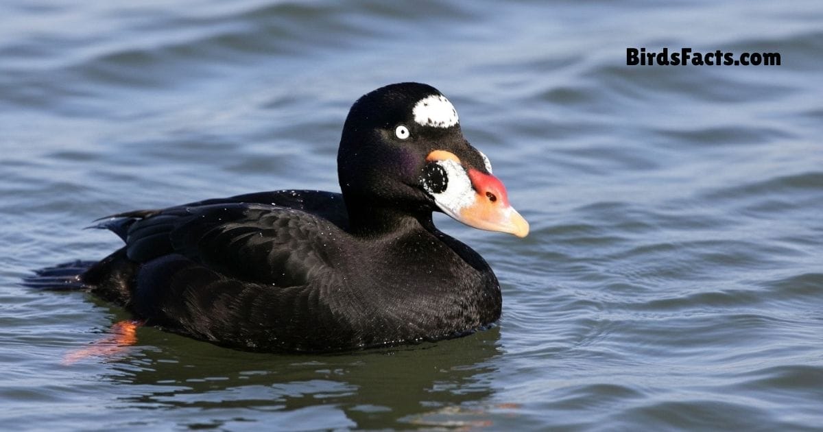 Surf Scoter Swimming In Water Showing Black Body White Head Patches And Large Orange Black Beak