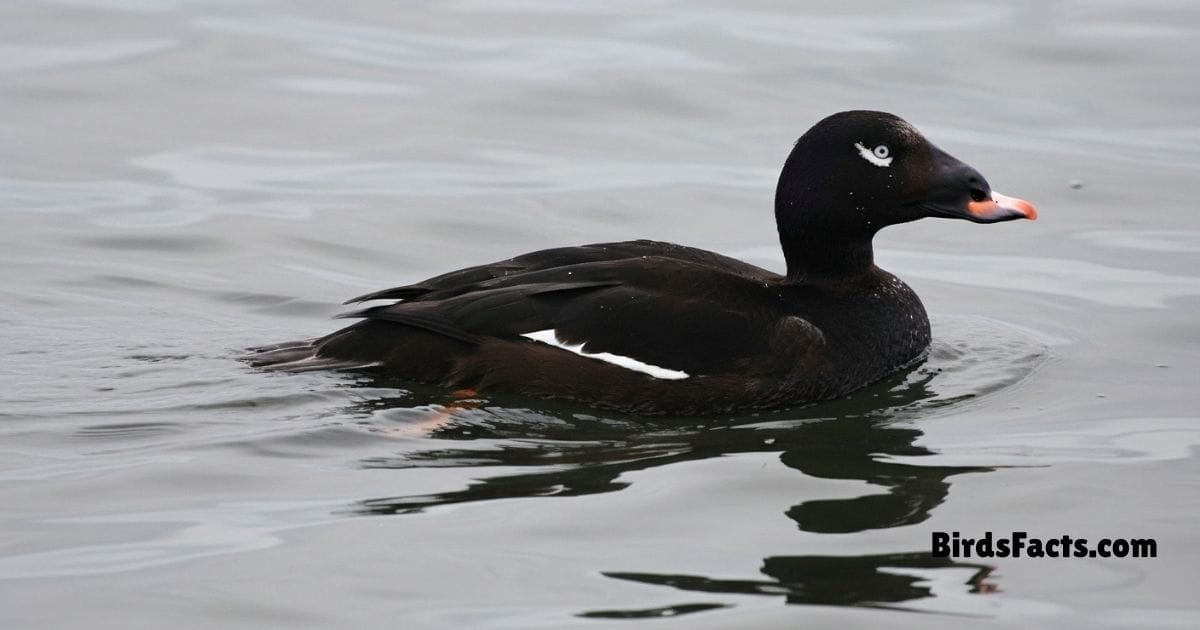 White Winged Scoter Swimming In Water Showing Black Body White Wing Patches And Dark Head