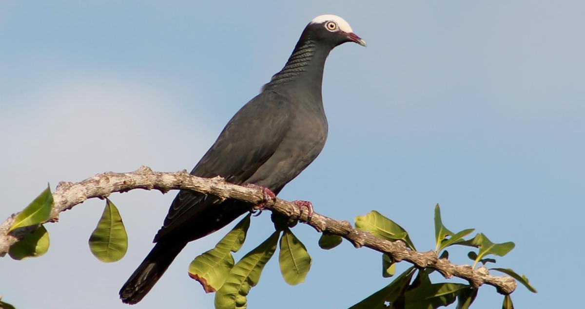 White-crowned Pigeon