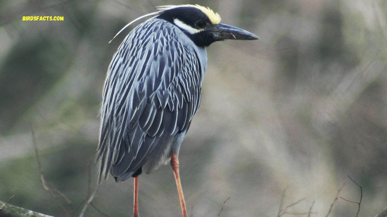 Yellow-crowned Night-Heron