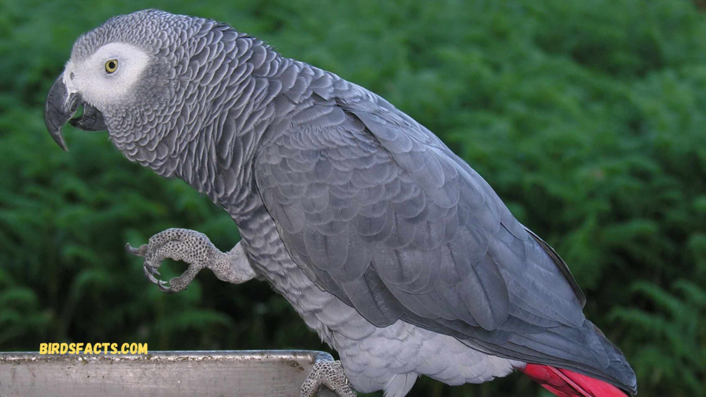 African Grey Parrots