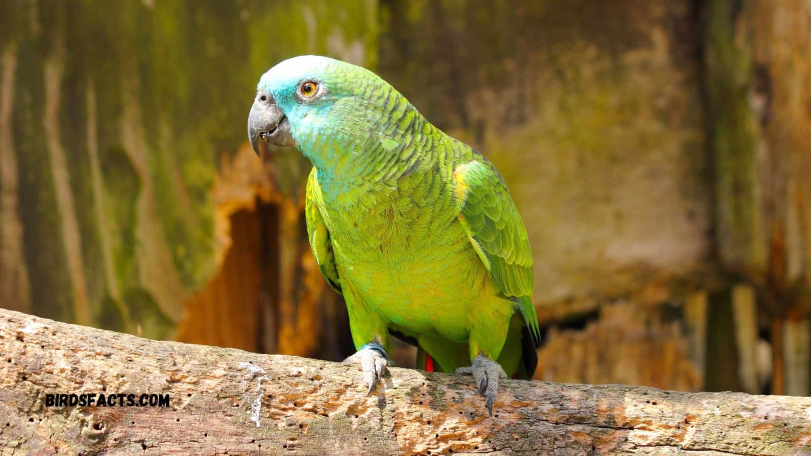 Amazon Parrots