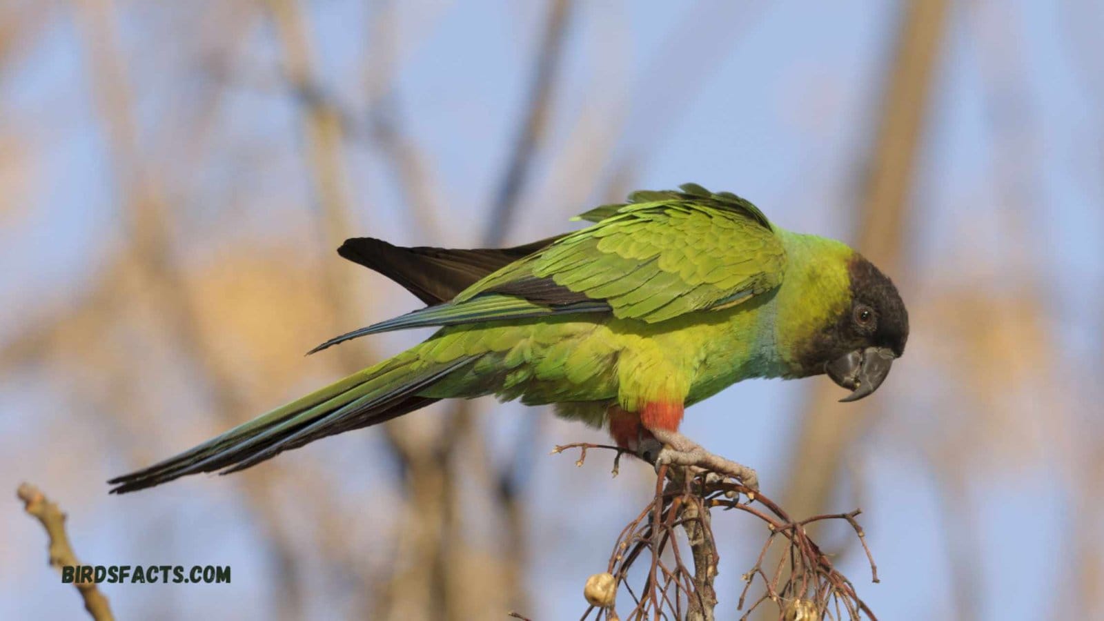 Black Hooded parakeet