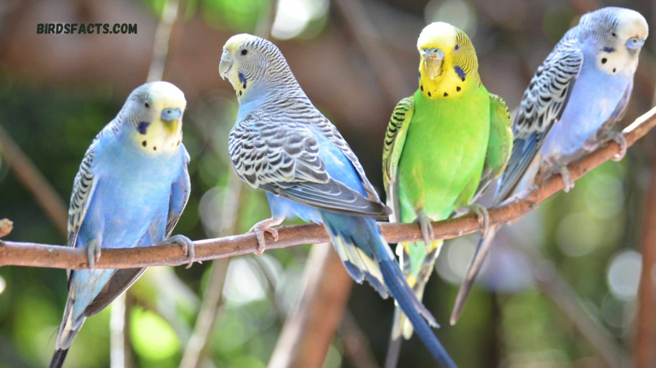 Budgies Budgies