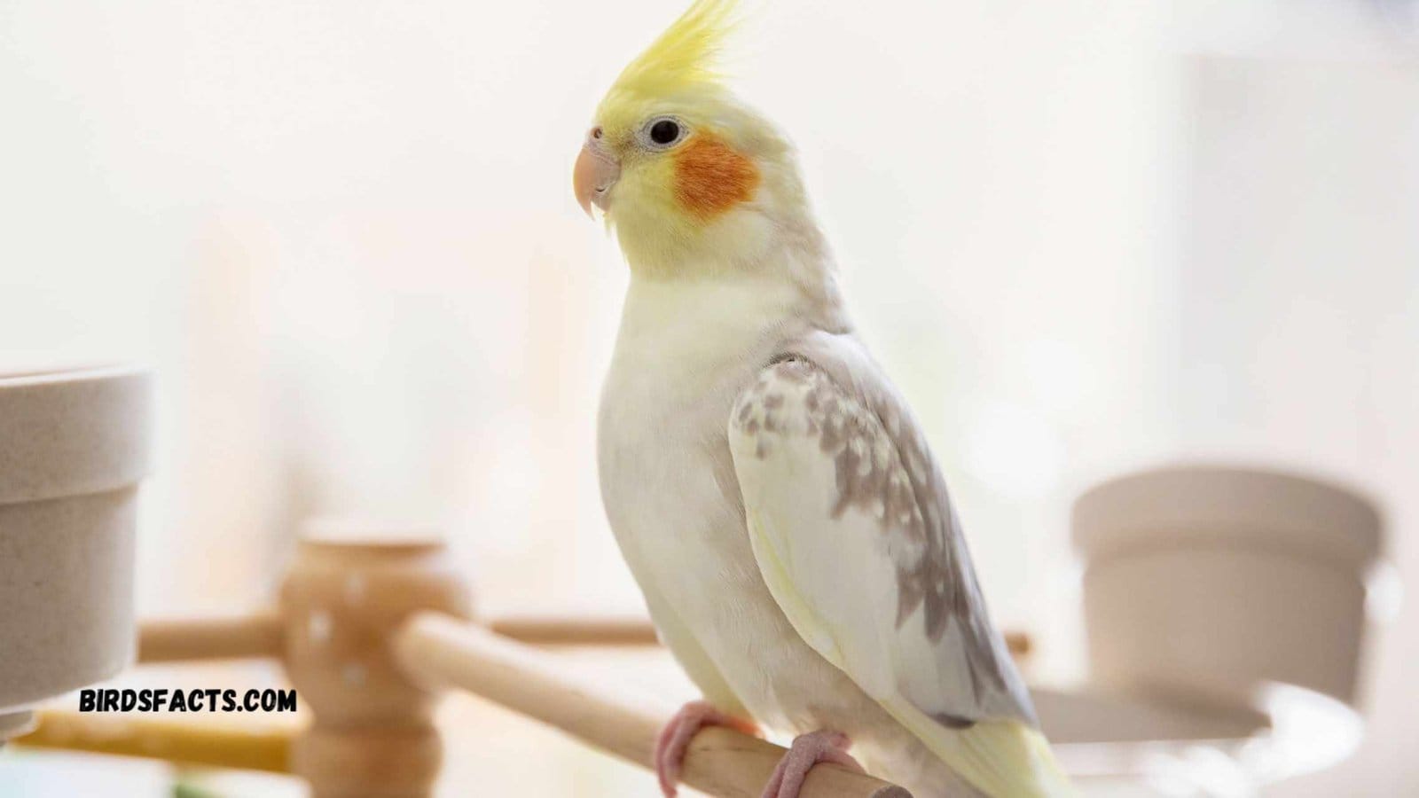 Cockatiels