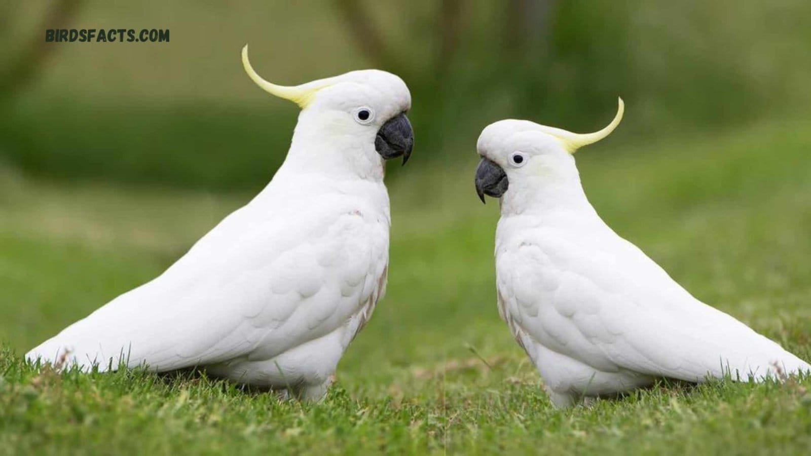 Cockatoos