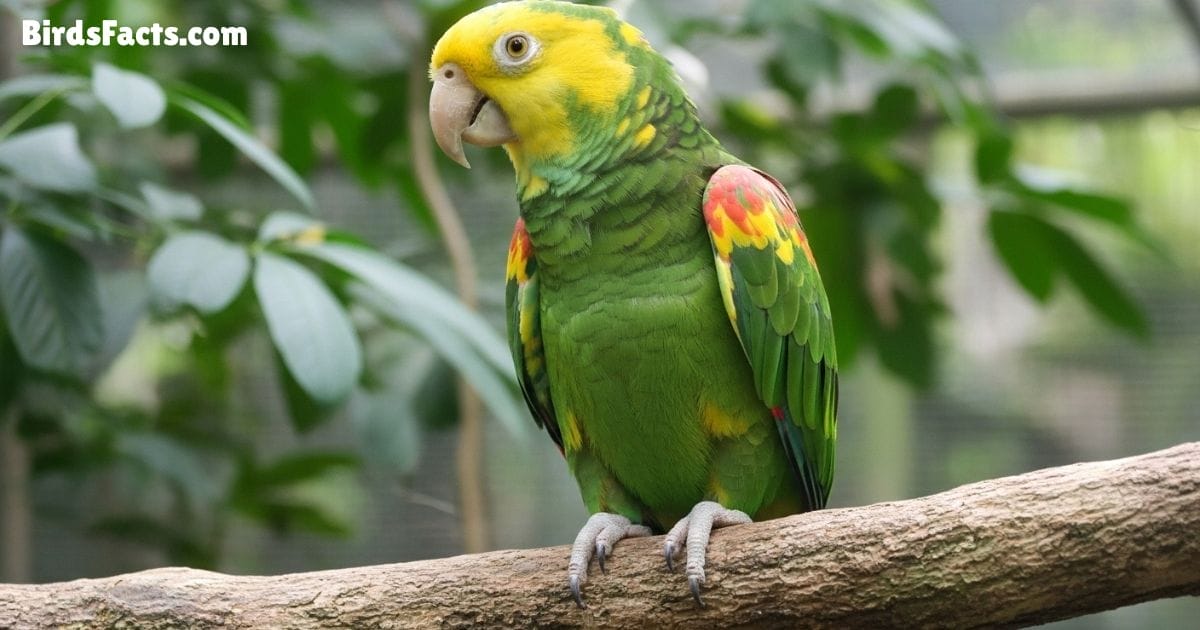Double Yellow Headed Amazon Perched On A Branch Displaying Bright Green Feathers Vibrant Yellow Head And Strong Curved Beak With A Curious Expression In A Tropical Forest Background