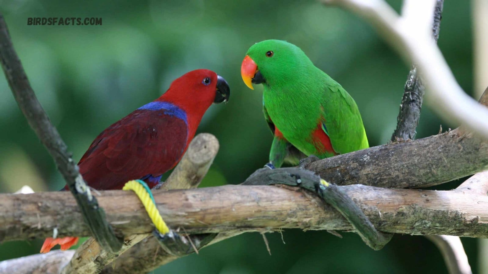 Eclectus Parrots