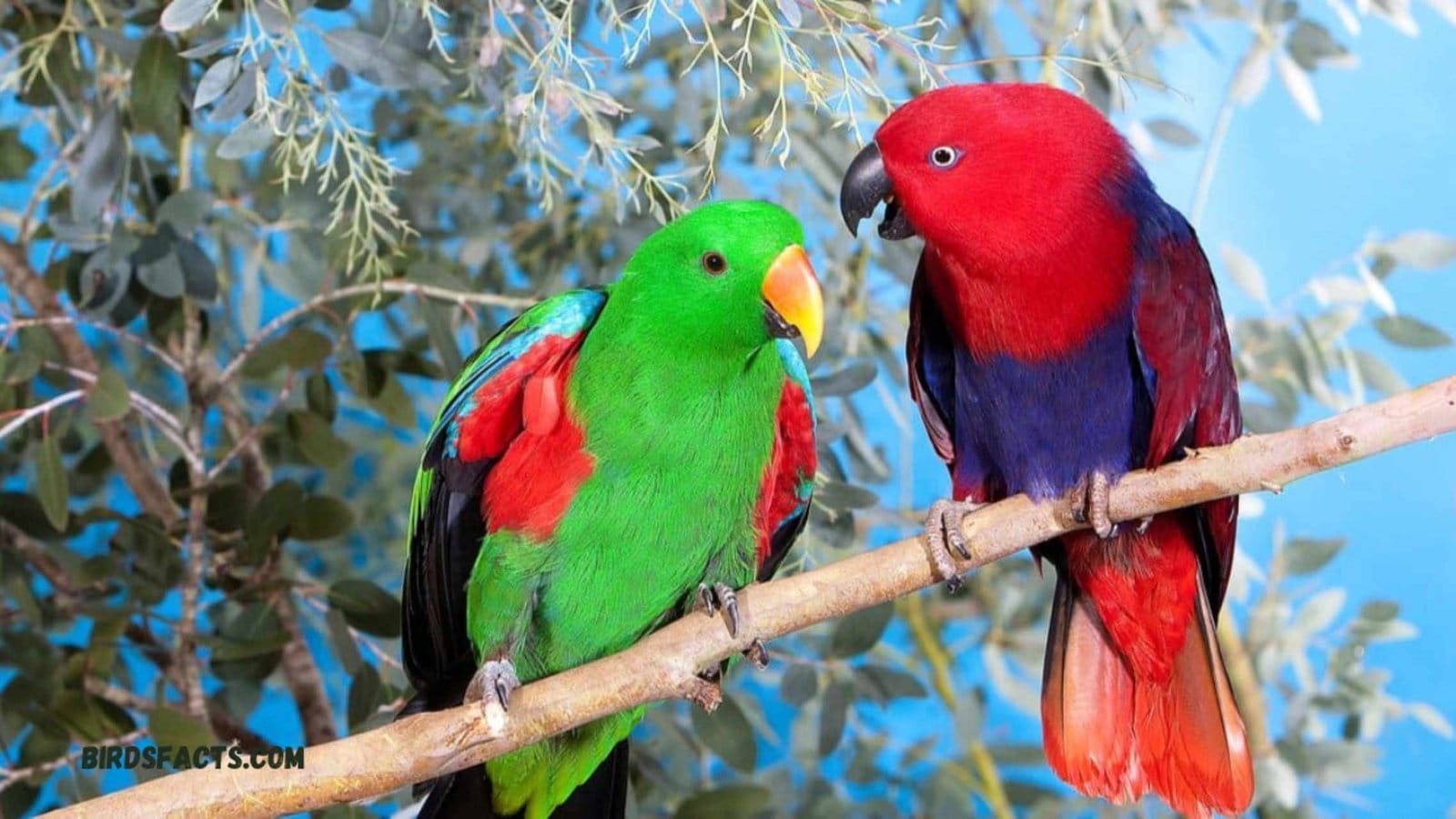 Electus Parrot