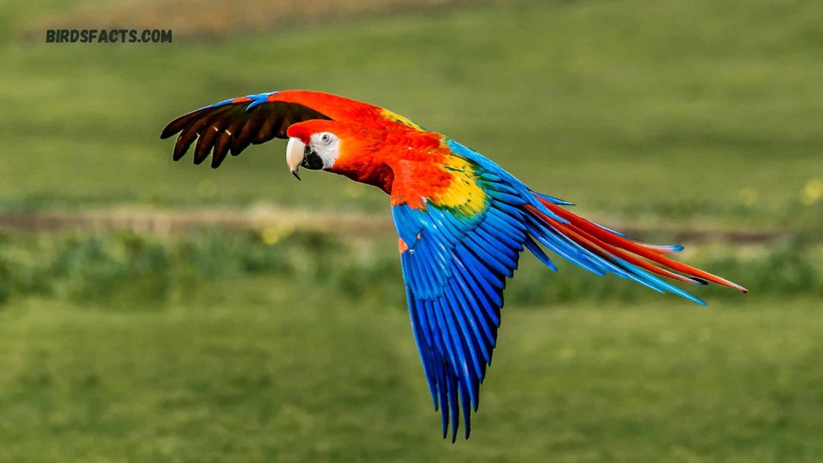 Macaws