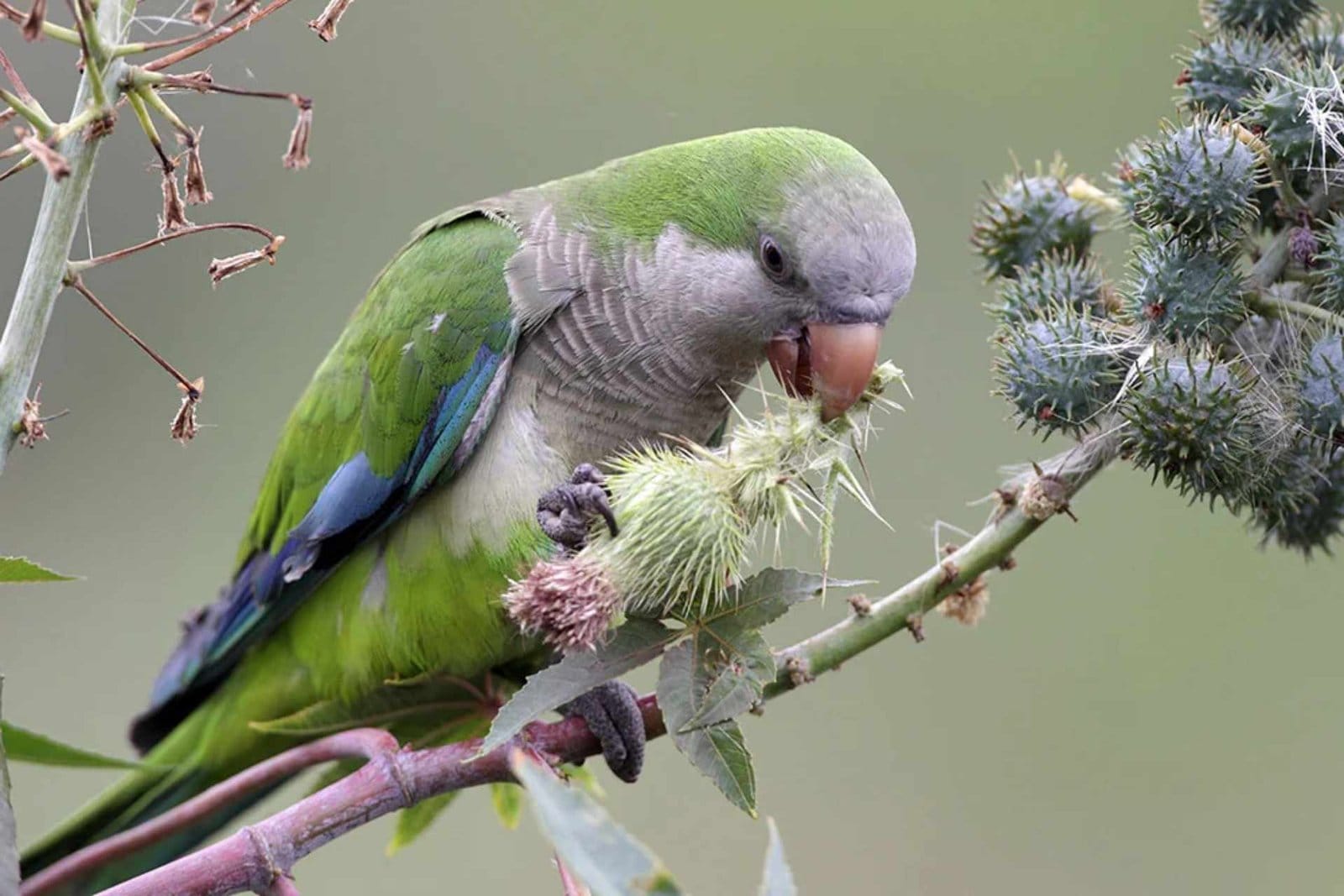 Monk Parakeet