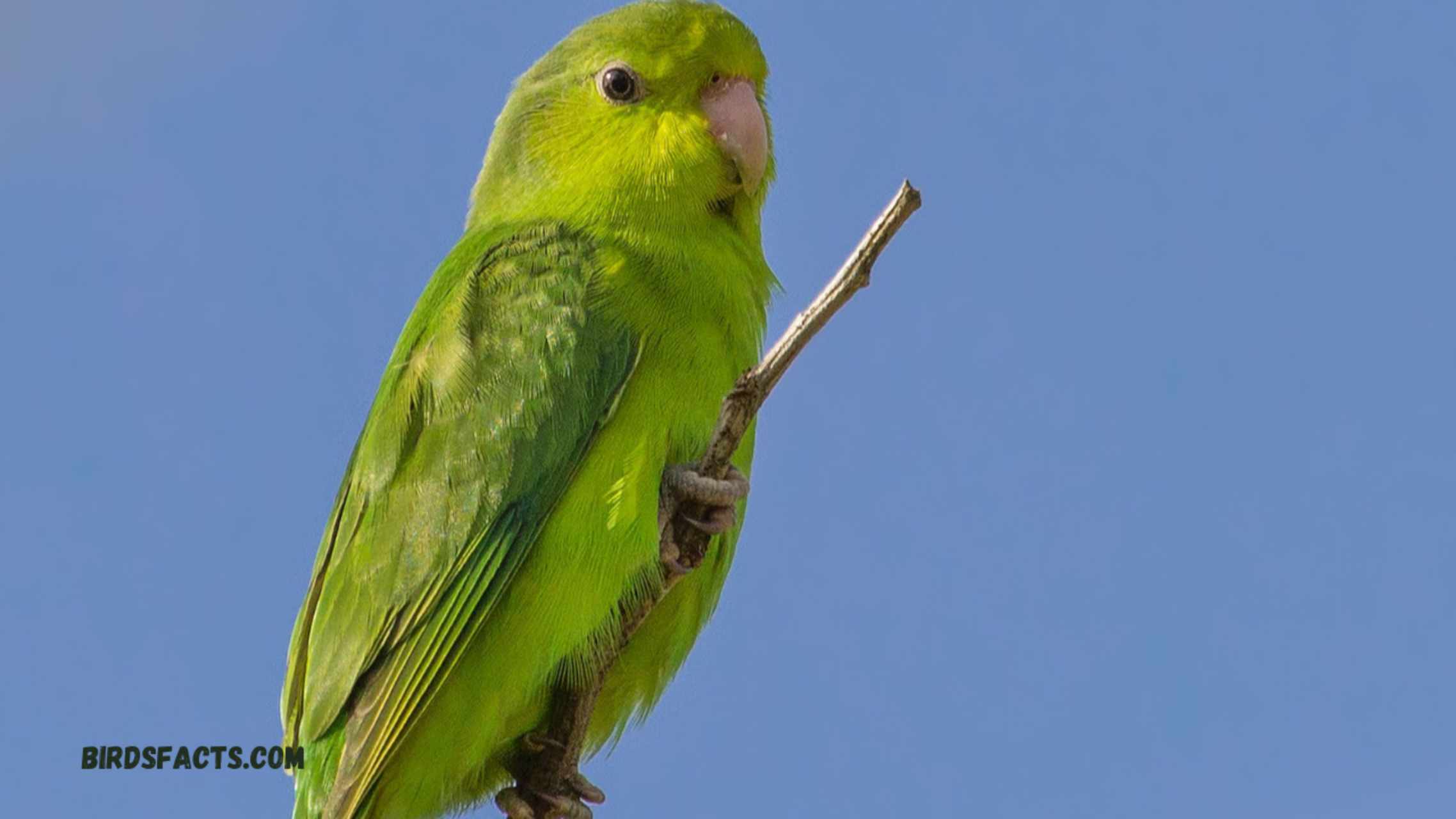Parrotlet Parrotlet