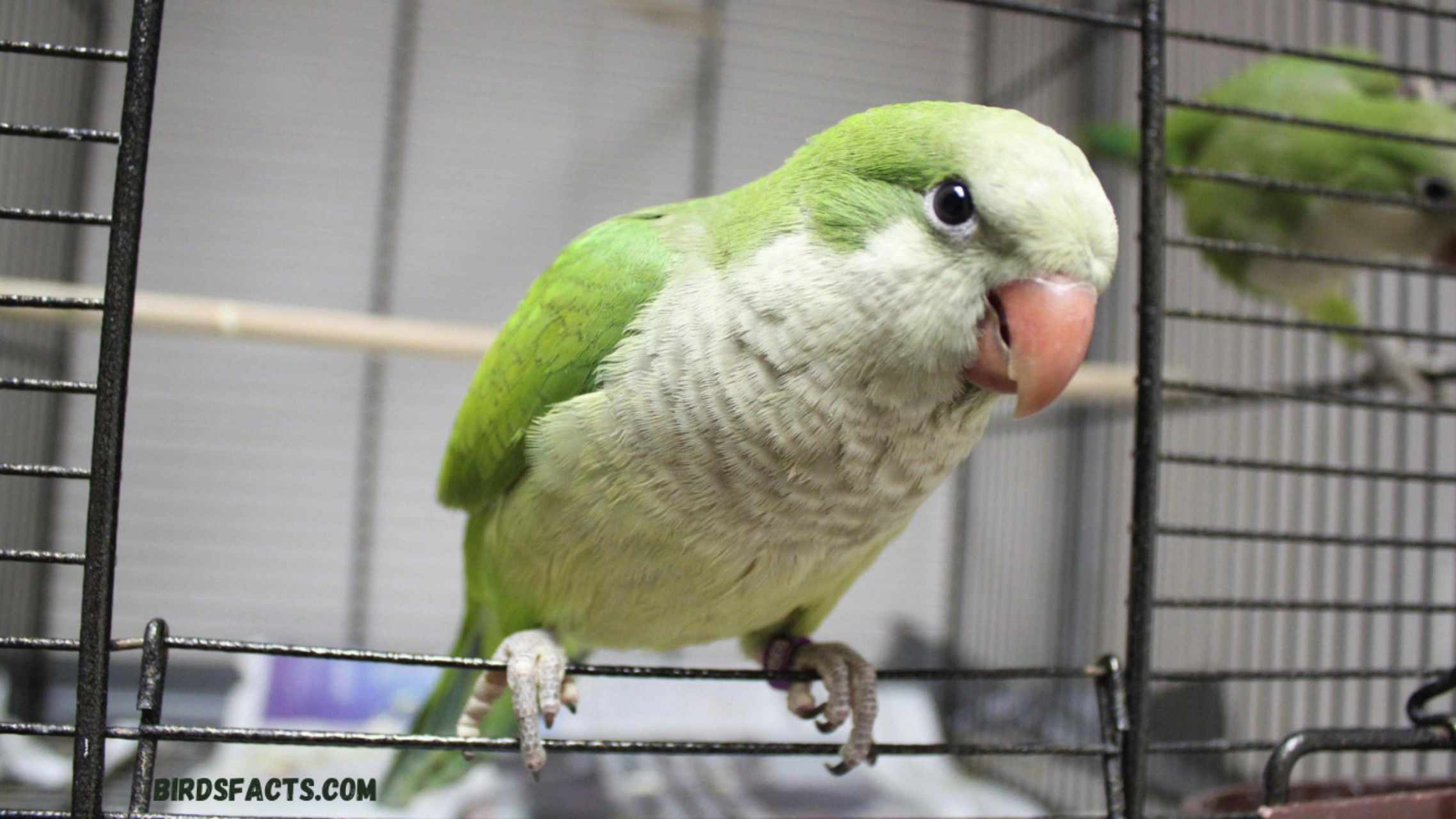 Quaker Parrots Quaker Parrots