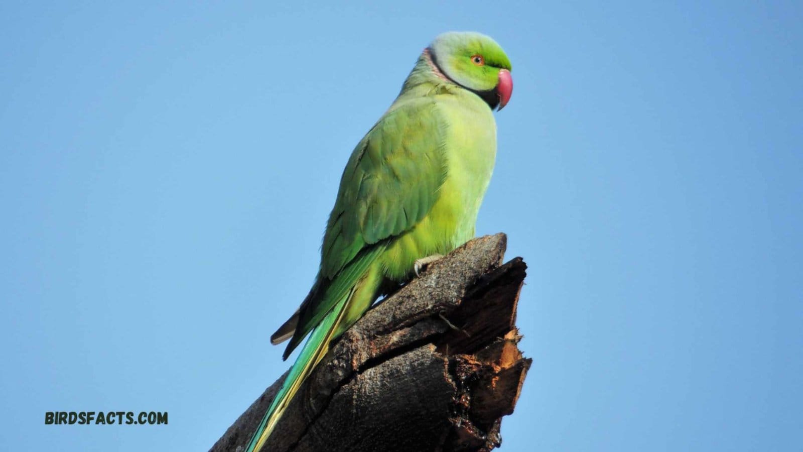 Ring-necked Parakeet