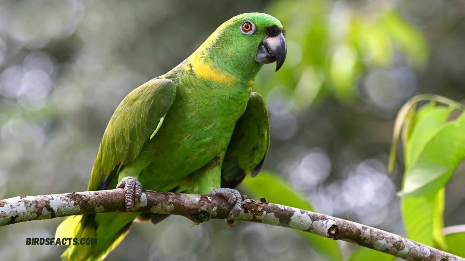 Yellow-naped Amazon