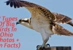 17 Types Of Big Birds In Ohio (Photos + Fun Facts)