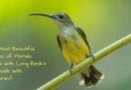 Florida Birds with Long Beaks