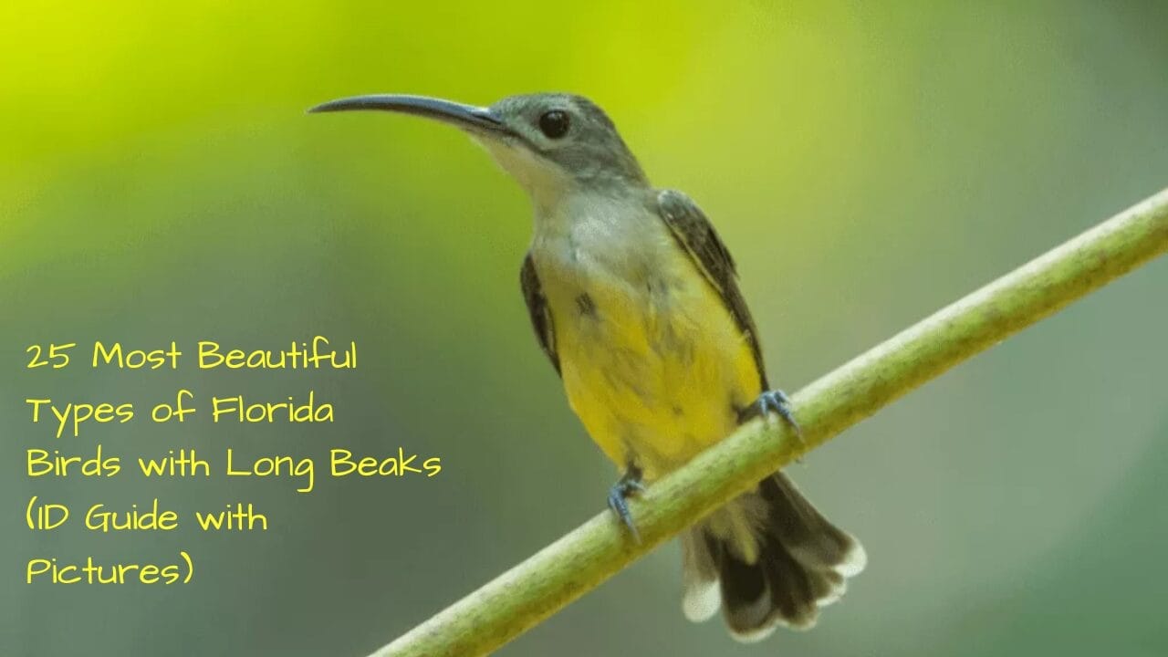 25 Most Beautiful Types of Florida Birds with Long Beaks (ID Guide with Pictures) 25 Most Beautiful Types of Florida Birds with Long Beaks (ID Guide with Pictures)