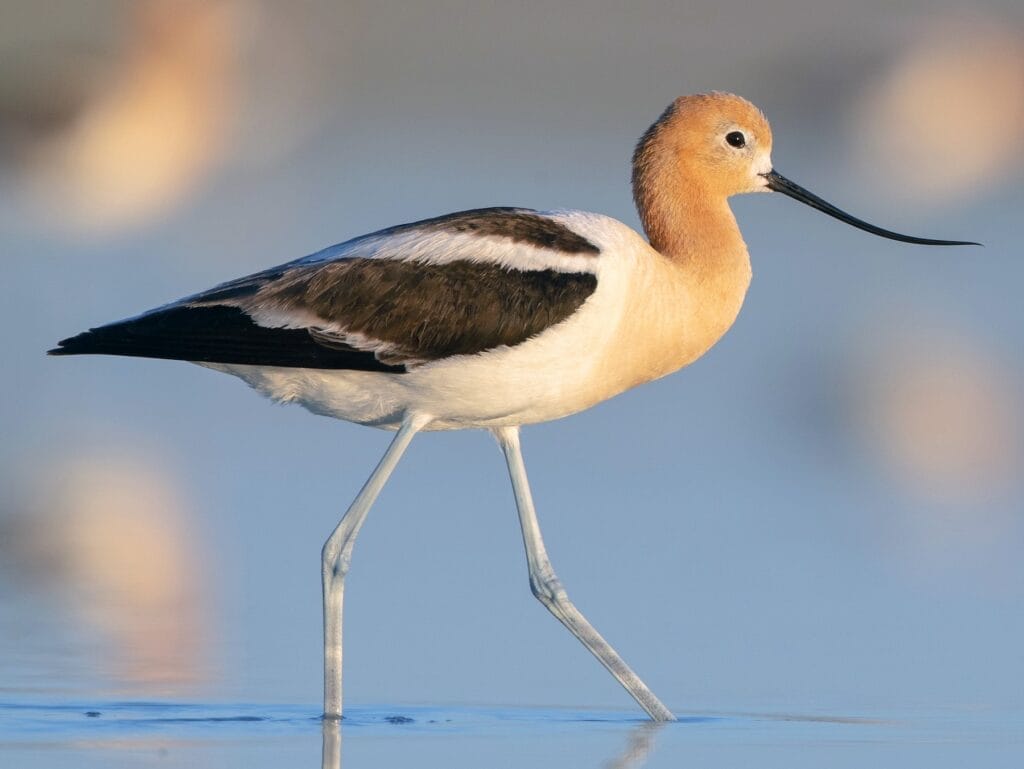 American Avocet