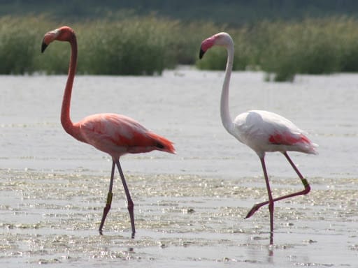 American Flamingo