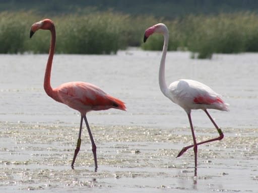 American Flamingo American Flamingo
