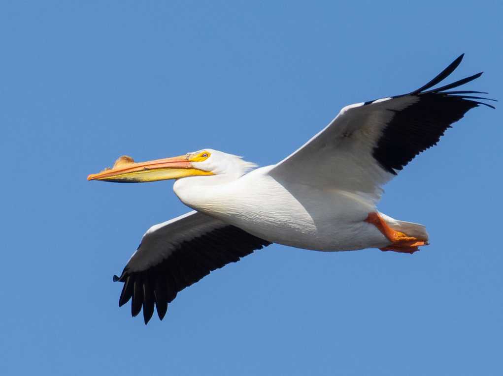 American White Pelican