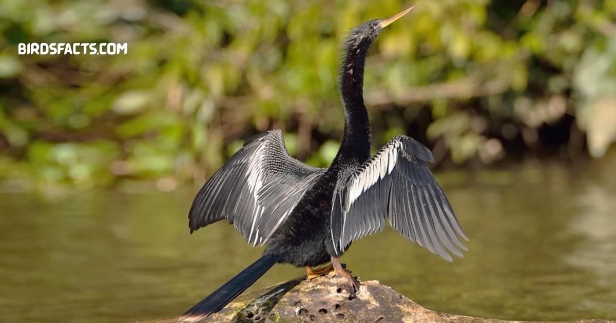 Anhinga Bird With Long Slender Neck And Sharp Pointed Beak Drying Wings Near Water