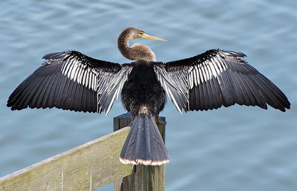 Anhinga Anhinga