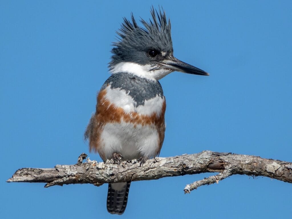 Belted Kingfisher