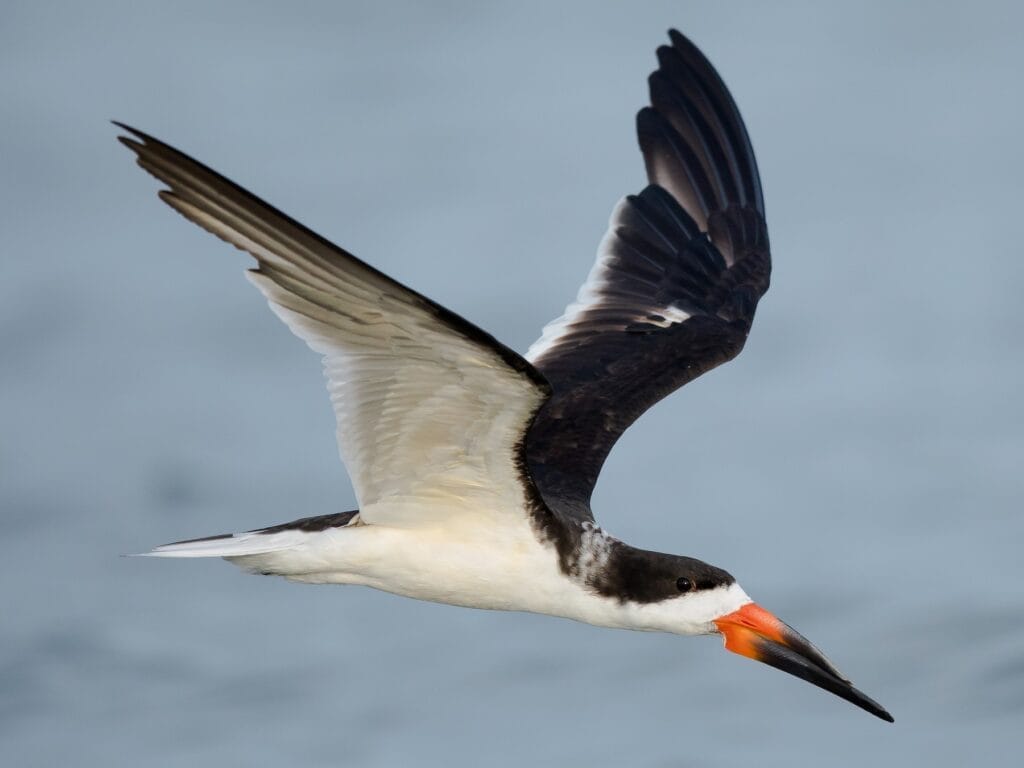 Black Skimmer Black Skimmer