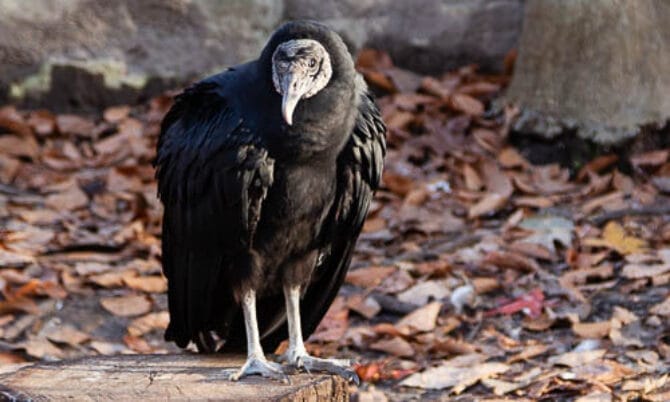 Black Vulture