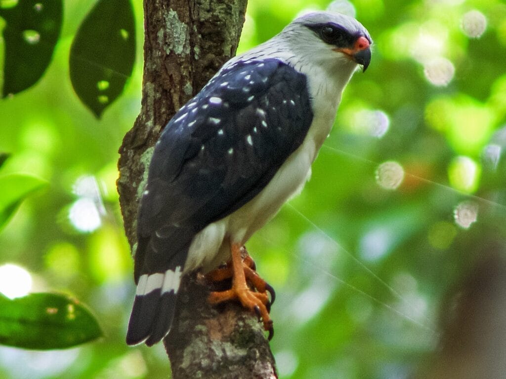 Black-faced Hawk