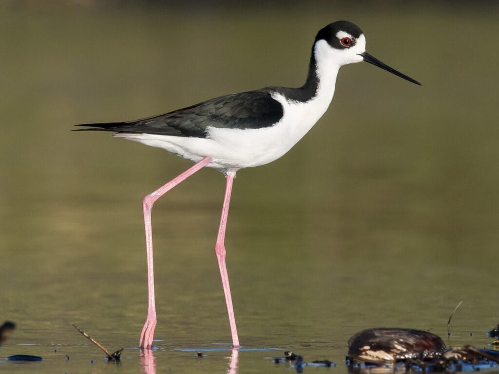 Black-necked Stilt