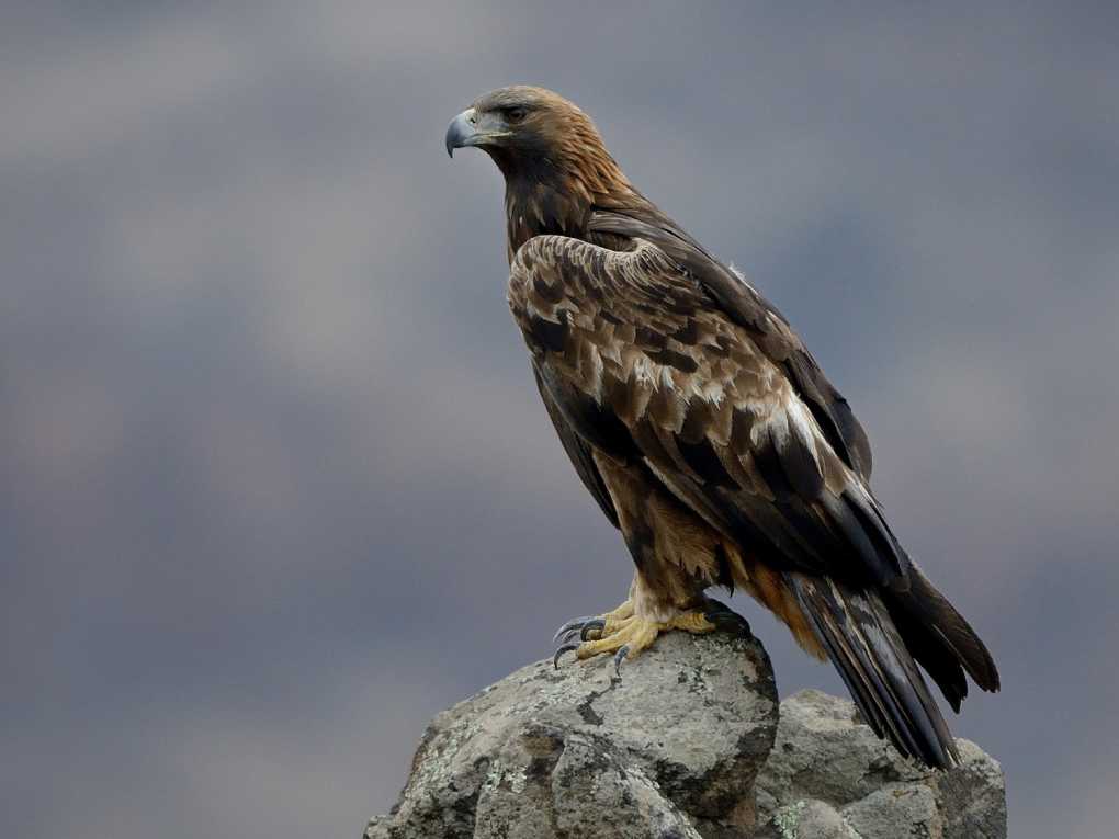 Golden Eagle