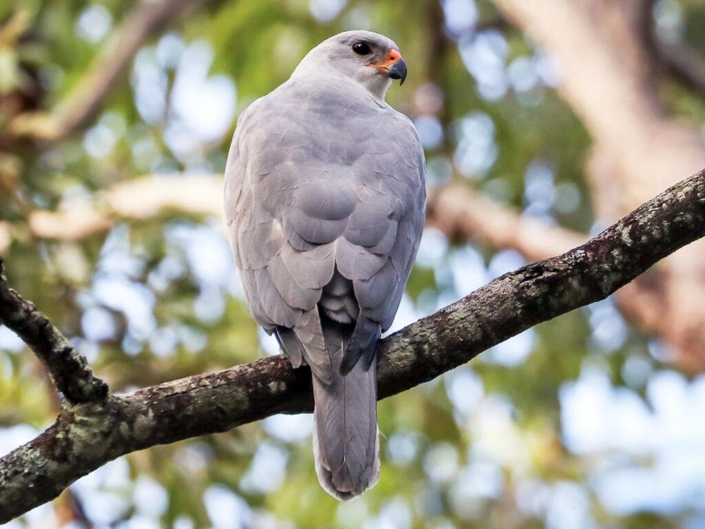 Gray Goshawk