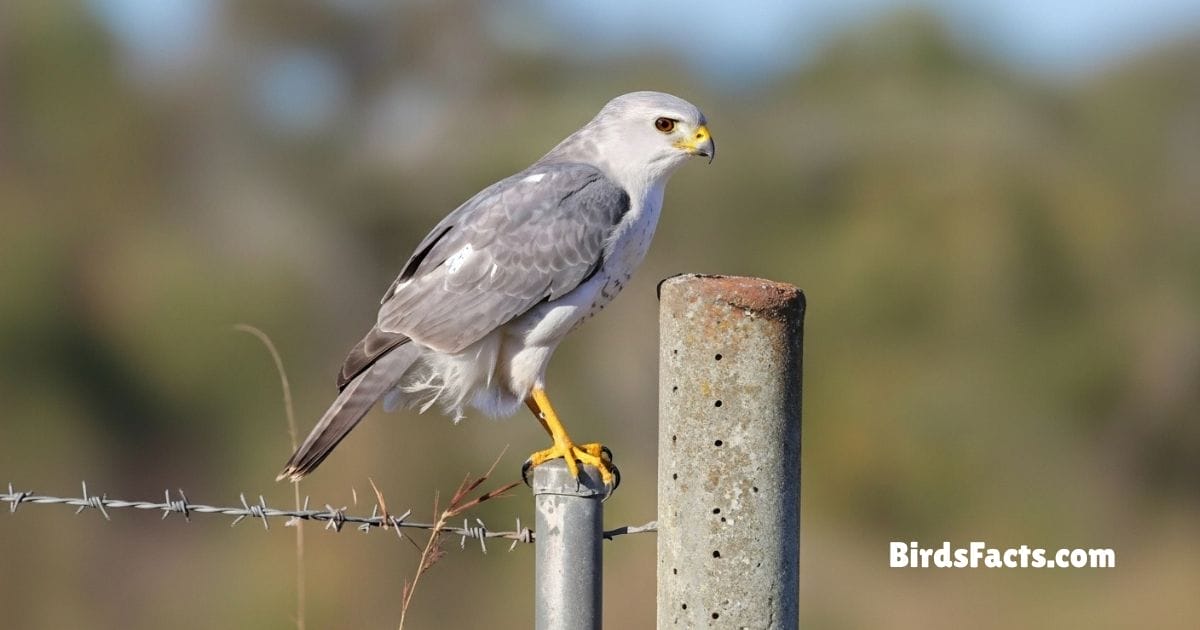 Gray Goshawk Sitting On Tree Branch With Pale Gray Feathers Sharp Eyes And Strong Talons
