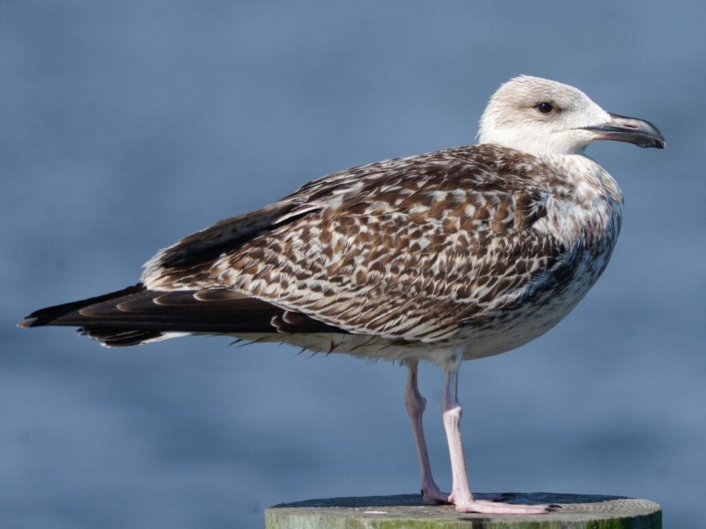 Great Black-Backed Gull