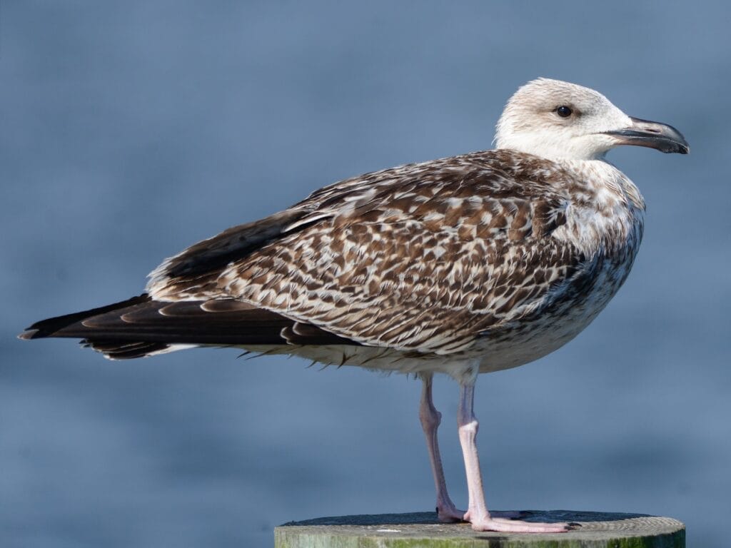 Great Black-Backed Gull Great Black-Backed Gull
