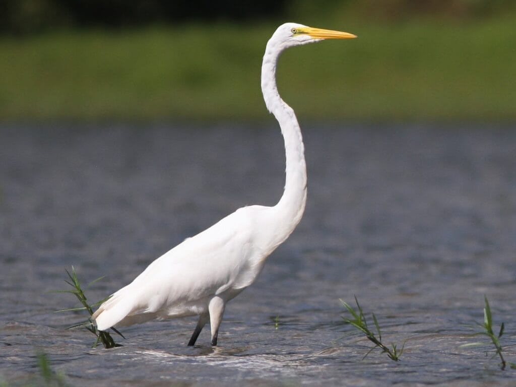 Great Egret Great Egret