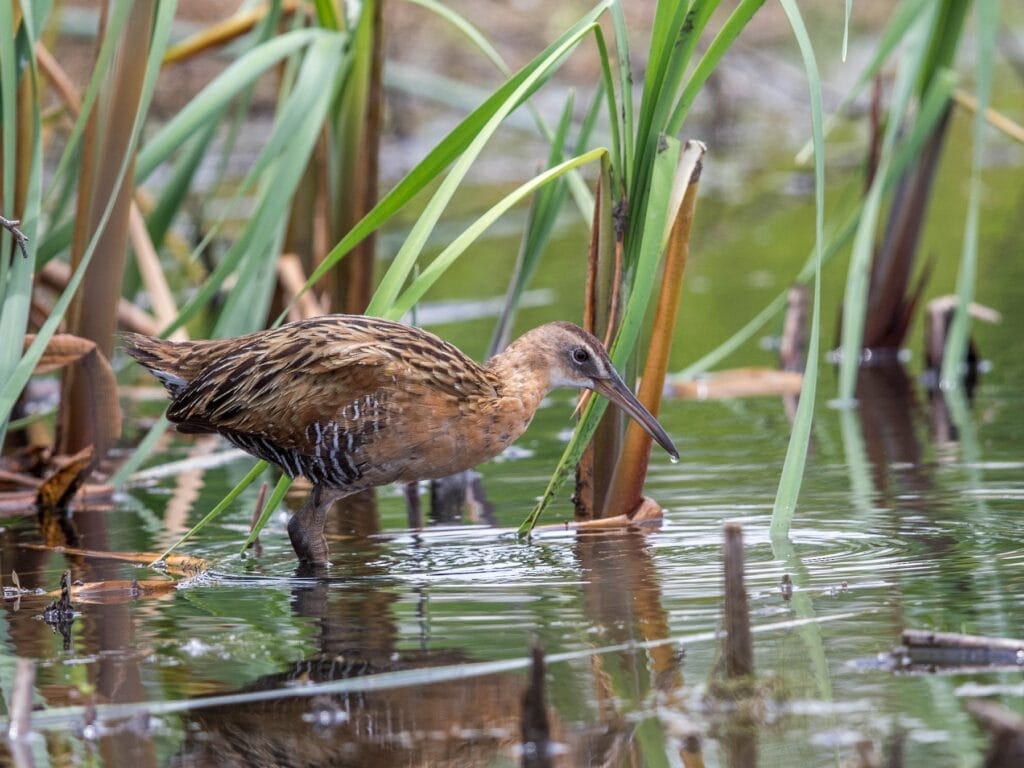 King Rail